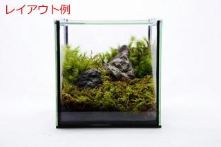 コケリウムガラス容器　15cmキューブBK S(フタ付)：画像6