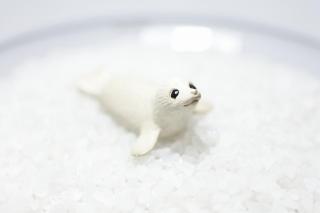コケリウムフィギュア ゴマフアザラシ 子：画像1