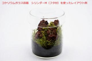コケリウムガラス容器　シリンダーM（フタ付）：画像5