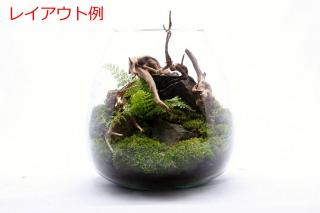 リョウメンシダ：画像4