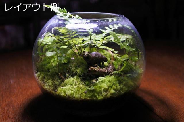 コケリウムフィギュア タヌキ：画像4