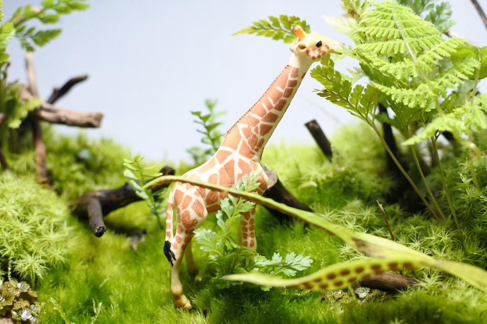 コケリウムフィギュア アミメキリン