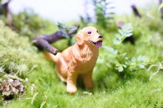 コケリウムフィギュア 犬 ゴールデン・レトリーバー：画像1