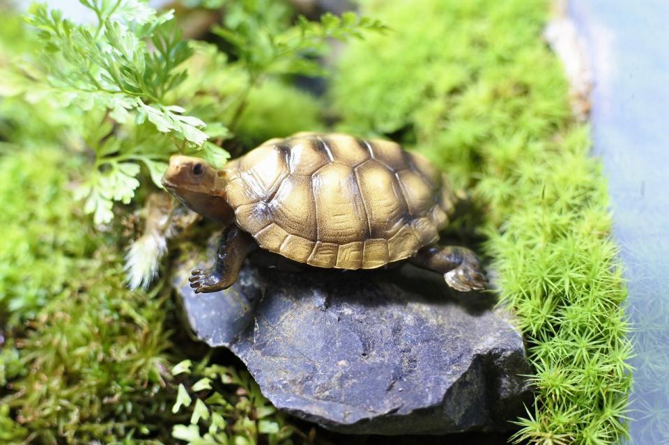 コケリウムフィギュア イシガメ