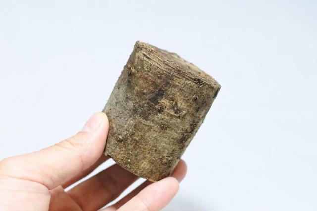 きのこが生える小さな切り株 エノキタケ(形状お任せ)：画像1