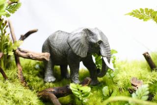 コケリウムフィギュア アフリカゾウ：画像1