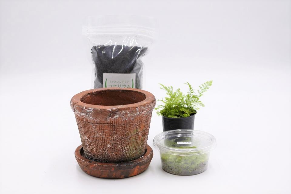 コケリウムキット 陶器の鉢植え シノブ