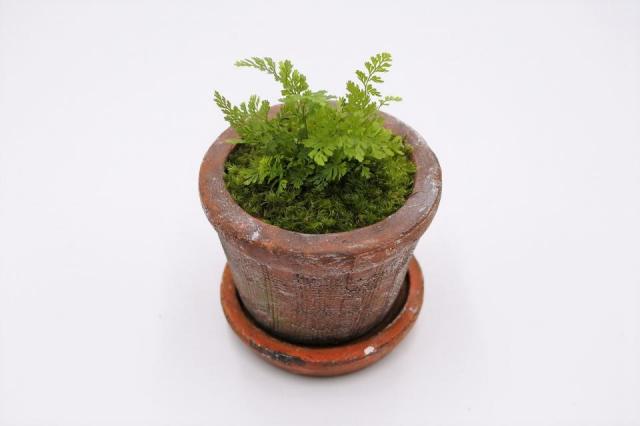 コケリウムキット 陶器の鉢植え シノブ：画像5