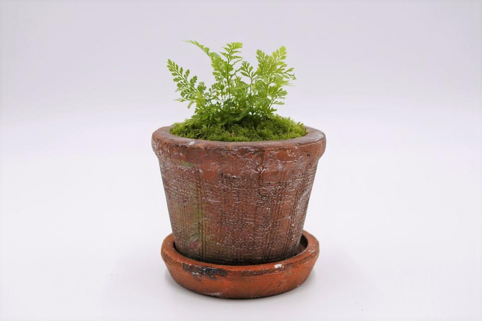 コケリウムキット 陶器の鉢植え シノブ：画像6