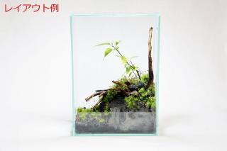 コケリウムガラス容器　20cmスリムH(フタ付)：画像6
