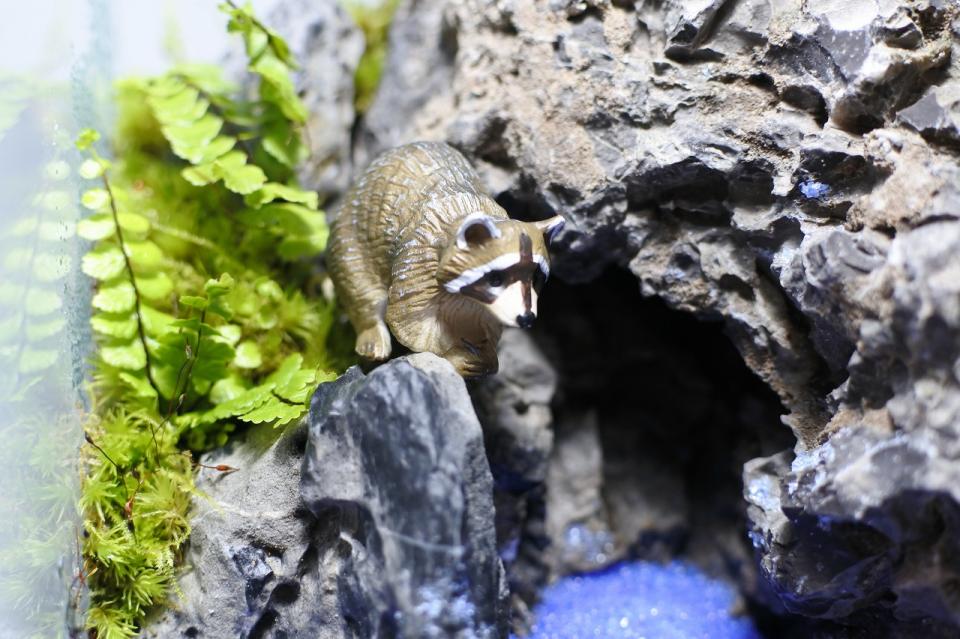 コケリウムフィギュア アライグマ