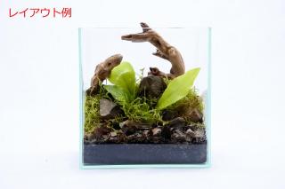 コケリウムガラス容器　スリムL(フタ付)：画像6