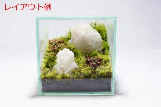 コケリウムガラス容器　10cmキューブ(フタ付)：画像5