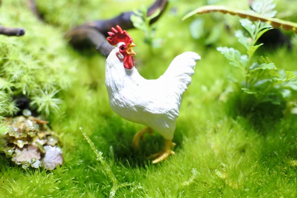 コケリウムフィギュア ニワトリ オス