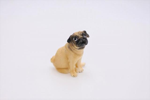 コケリウムフィギュア 犬 パグ：画像2