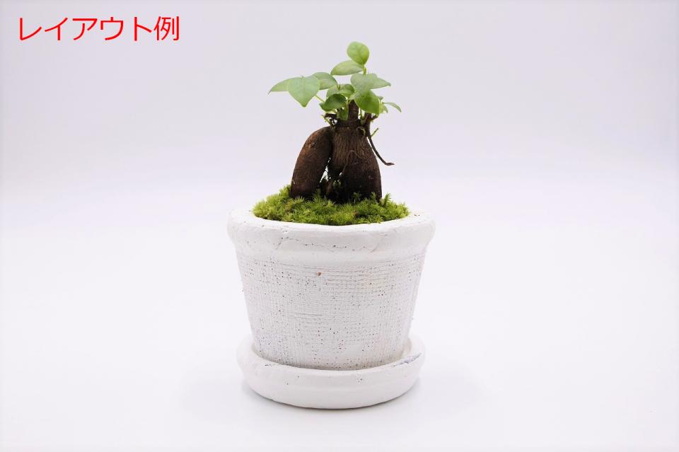 鉢植え用 レイアウト素材セット ガジュマル：画像2