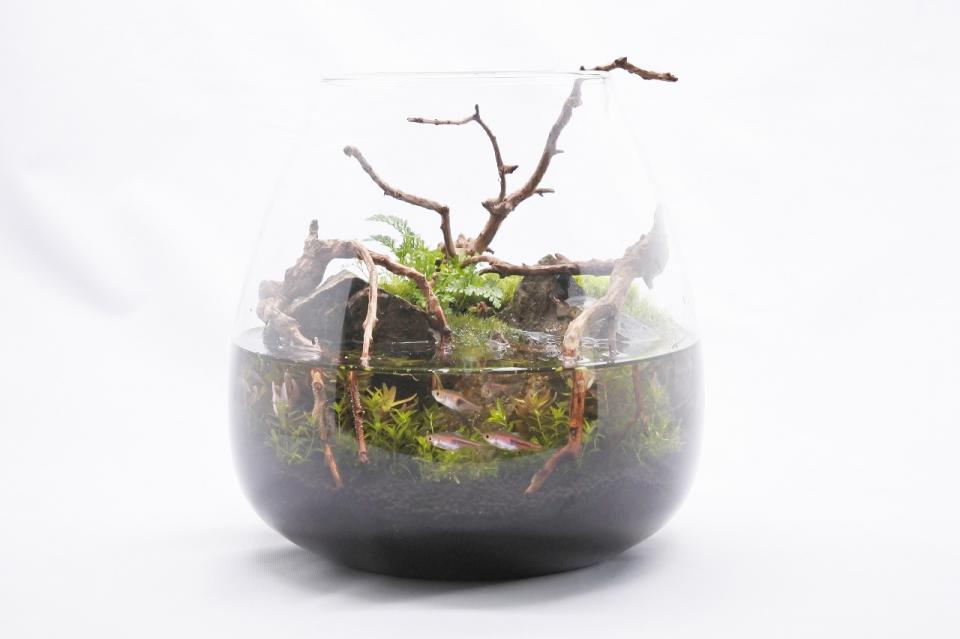 「第一回京都府立植物園 水草展」に出展します!