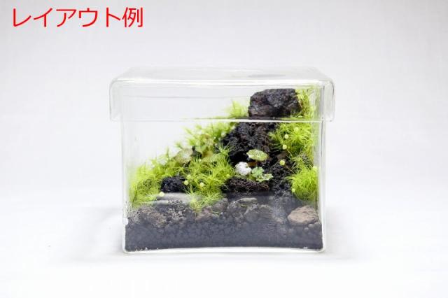 ヒメユキノシタ：画像4