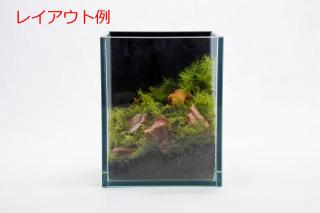 紅木化石SS（形状お任せ、パック詰め）：画像3