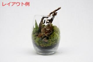 コケリウムガラス容器　バルーンSS：画像4