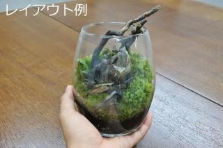 コケリウムガラス容器　バルーンSS：画像5