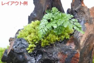 スタンプウッドSS（形状お任せ）：画像7