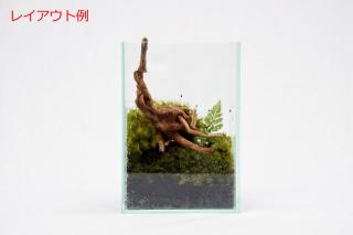 コケリウムガラス容器　スリムS：画像4