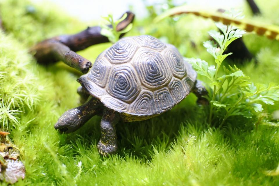 コケリウムフィギュア ガラパゴスゾウガメ