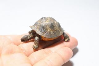コケリウムフィギュア ガラパゴスゾウガメ：画像3