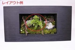 トキワシノブ：画像4