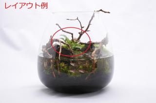 トキワシノブ：画像5