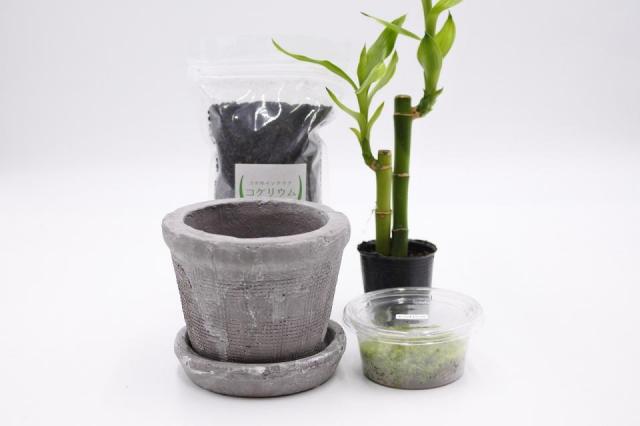 コケリウムキット 陶器の鉢植え ミリオンバンブー：画像1