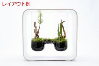 プレミアムルートウッド 4Sサイズ（形状お任せ）：画像4